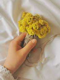 Image result for Helichrysopsis