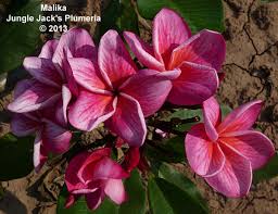 Malika Jungle Jacks Plumeria Flowers Tropical Flowers