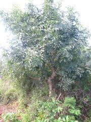 Image result for Zanthoxylum chalybeum
