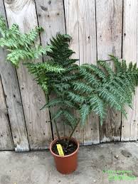 Image result for Cyathea thomsonii