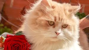 Untuk kamu yang mau membelinya, usahakan belilah kucing persia yang paling cocok buat diri kamu sendiri. Daftar Lengkap Harga Kucing Persia Dan Jenisnya Makintau Com