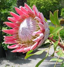 Image result for Protea rupestris