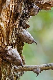 Image result for Acacia nigrescens