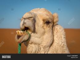 This bleeding then forms a clot. Funny Camel Exposing Image Photo Free Trial Bigstock