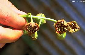 Image result for Monimiaceae