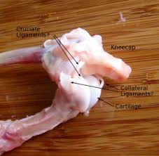 Pitmaster x showers this being done, but with out a description. Dissecting A Chicken Leg Chicken Legs Muscular System Human Knee