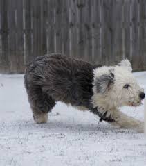 Puppies for sale pittsburgh craigslist. Best Sheepadoodles Sheepadoodles Simons Sheepadoodles Pittsburgh Sheepadoodle Puppy Simon Sheepadoodle