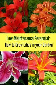 Pin On Flower Gardening Tips