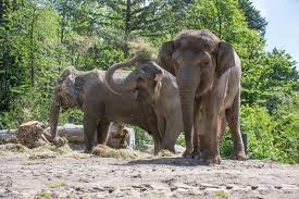 It is home to about 2,200 animals representing 260 species. Reopening Information For Members Oregon Zoo