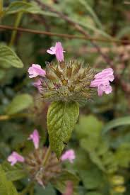 Image result for Clinopodium simense
