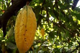 Obat obat sederhana by sainal edi kamal 2252 views. Buah Kakao Coklat Theobroma Cacao L Jenis Kandungan Manfaat Untuk Kesehatan