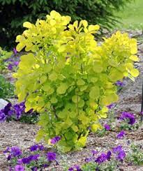 Looking Under The Yellow Smoke Bush Smoke Tree Bushes And Shrubs