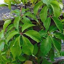 Image result for Parthenocissus quinquefolia