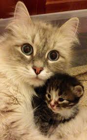 Beautiful little main coon kittens for sale to awesome new for ever homes. Hypo Allergenic Siberian Cats And Kittens Siberian Cat Kitten Kittens Hypoallergenic Cats Love Siberian Kittens For Sale Hypoallergenic Cats Siberian Kittens
