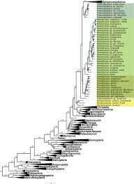 Image result for Amauropelta oppositiformis