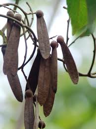 Image result for Ventilago