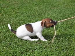 Jack Russell Terrier Herzige Welpen Zum Anschmachten Welpen Jack Russell Terrier Russell Terrier
