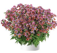 Image result for Nesaea fruticosa