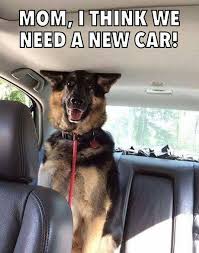 I Know Our Furbabies Can Bring All Kind Of Emotions To Us Throughout The Day German Shepherd Dogs Dogs German Shepherd Memes