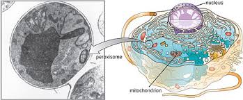 These sit in the cytoplasm of eukaryotic cells; Peroxisomes An Overview Definition Function And Structure