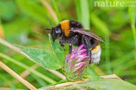 Image result for Bombus vestalis