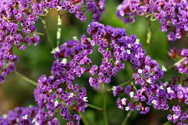 Use this misty blue limonium fresh or add it to dried flower arrangements. Filler Flowers For Wedding Bouquets