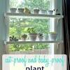 The fiddle leaf fig likes its soil to be kept consistently, evenly moist with a brief drying out period between waterings as it comes from an area of the world that gets. 1