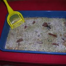 Photo s packaging design gallery cats foods thoughts image food food gatos. Kitty Litter Cake Spice