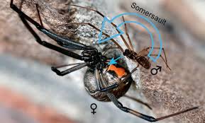 The black widow spider (latrodectus mactans) is probably the most feared spider in north america. Brown Widow Spider Latrodectus Geometricus