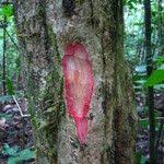 Image result for Antidesma membranaceum