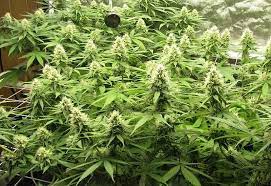 Cannabis starts budding when plants get at least 12 hours of uninterrupted darkness each night. Cannabis Flowering Stage Best Week By Week Guide