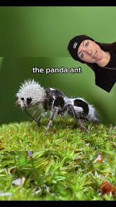 Image result for panda ant
