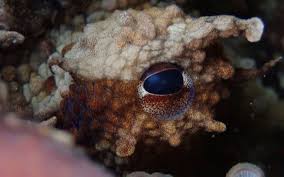 My octopus teacher has emerged as one of the most touching, emotional nature documentaries of the year. My Octopus Teacher Has Lessons For Us All Virgin