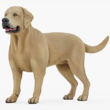 Labrador Retriever (manipuliert) (Fell) 3D-Modell - TurboSquid 1292224