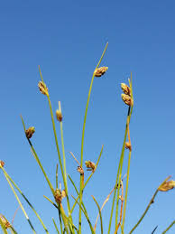 Image result for Isolepis setacea