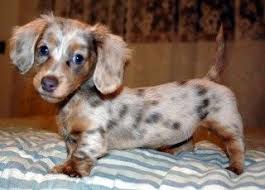 Chocolate Chip Cookie Dachshund Breed Cute Baby Animals Cute Dogs