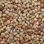 Image result for Macrotyloma africanum