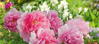 Peonies are native to asia, europe and western north america. Discover The Delights Of Tree Peonies Paeonia Suffruticosa White Flower Farm S Blog