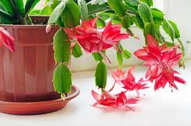 These plants appreciate humidity, so they grow best in moist areas. Child And Pet Safe Houseplants 6 Non Toxic Indoor Plants Christmas Cactus Plant Christmas Plants Christmas Cactus