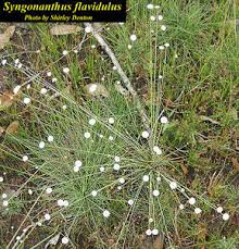 Image result for Syngonanthus angolensis