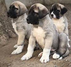 Pin By Pattie Deblo On Cute And Adorable Kangal Dog Dog Obsessed Big Dog Breeds