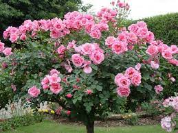 Pink Rose Tree Rose Seeds Rose Trees Flower Seeds