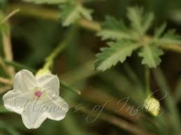 Image result for Ipomoea coptica