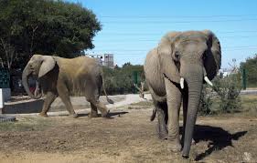 Photo Pakistan : Une lphante meurt dans un zoo quelques jours aprs ...