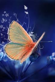 Butterfly Beautiful Butterflies Butterfly Wallpaper Butterfly