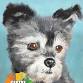 Pet Portraits event image