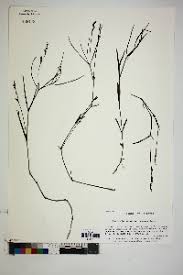 Image result for Justicia asystasioides