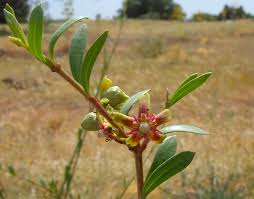 Image result for Periploca