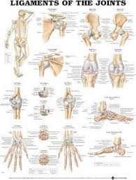 Pdf Online Ligaments Of The Joints Anatomical Chart