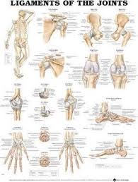 Pdf Online Ligaments Of The Joints Anatomical Chart